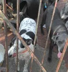 Cachorro ra a mistura de Poodle com vira lata idade 2 a 6 meses nome Sem nome
