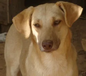 Cachorro raça SRD idade 3 anos nome Robert