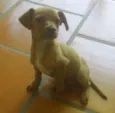 pêpe