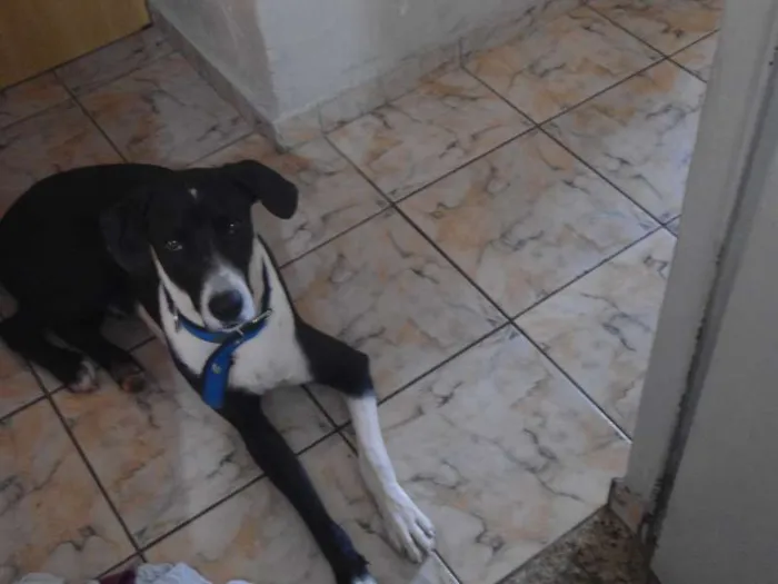 Cachorro ra a Rottweiler e Dalmata idade 1 ano nome Luke