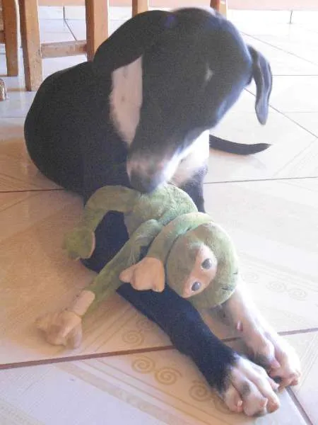 Cachorro ra a Rottweiler e Dalmata idade 1 ano nome Luke