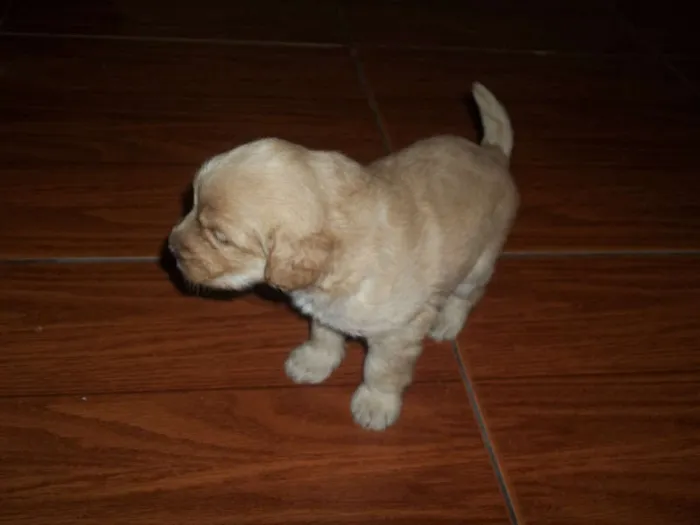 Cachorro ra a viralata com poodle idade Abaixo de 2 meses nome filhotes