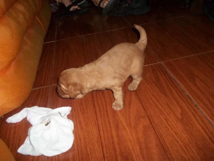 Cachorro ra a viralata com poodle idade Abaixo de 2 meses nome filhotes
