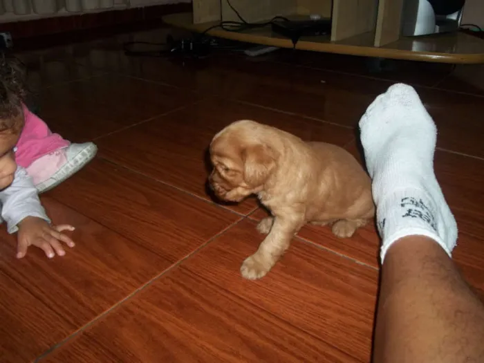 Cachorro ra a viralata com poodle idade Abaixo de 2 meses nome filhotes