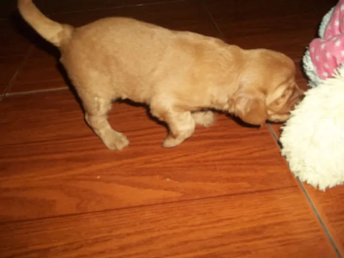 Cachorro ra a viralata com poodle idade Abaixo de 2 meses nome filhotes