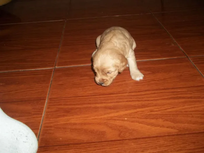 Cachorro ra a viralata com poodle idade Abaixo de 2 meses nome filhotes