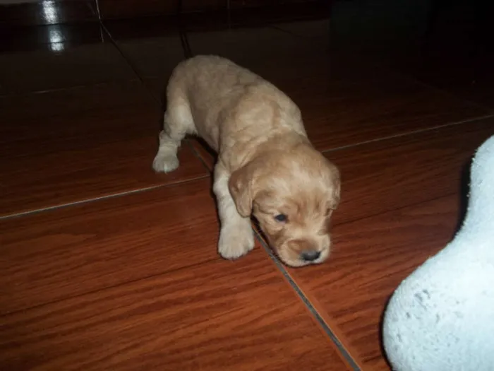 Cachorro ra a viralata com poodle idade Abaixo de 2 meses nome filhotes