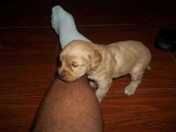 Cachorro ra a viralata com poodle idade Abaixo de 2 meses nome filhotes