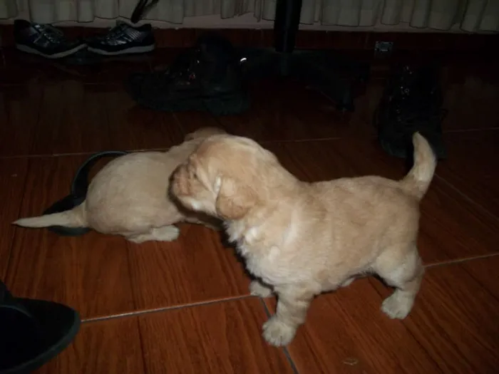 Cachorro ra a viralata com poodle idade Abaixo de 2 meses nome filhotes