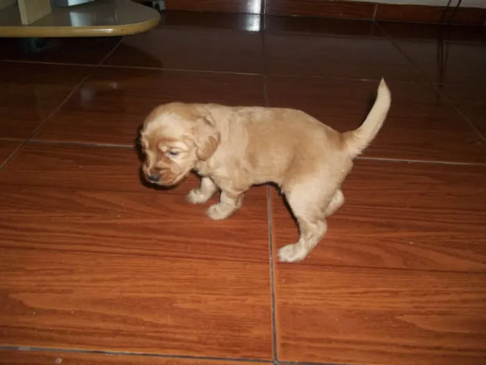 Cachorro ra a viralata com poodle idade Abaixo de 2 meses nome filhotes