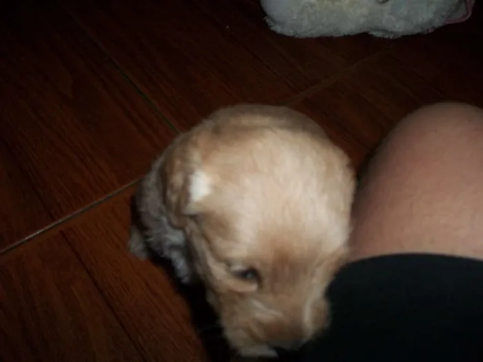 Cachorro ra a viralata com poodle idade Abaixo de 2 meses nome filhotes