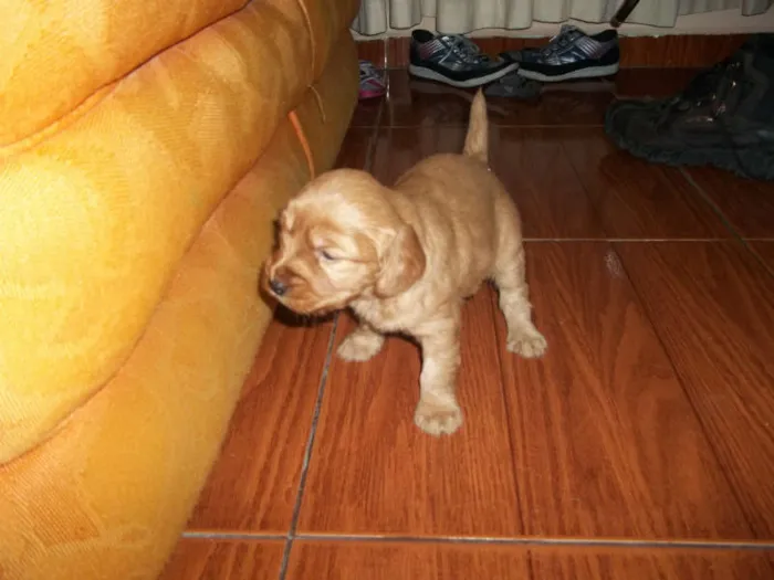 Cachorro ra a viralata com poodle idade Abaixo de 2 meses nome filhotes