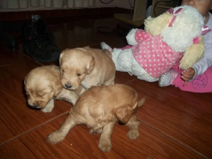 Cachorro ra a viralata com poodle idade Abaixo de 2 meses nome filhotes