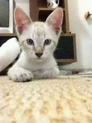 Gato raça SRD idade 2 a 6 meses nome Milk