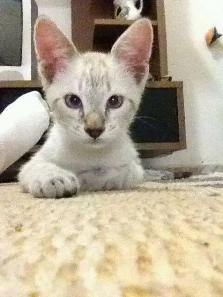 Gato ra a SRD idade 2 a 6 meses nome Milk