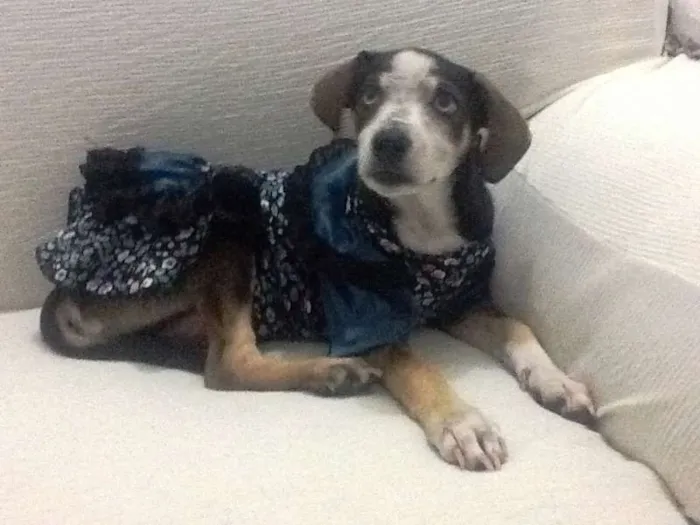 Cachorro ra a SRD idade Abaixo de 2 meses nome Raiza