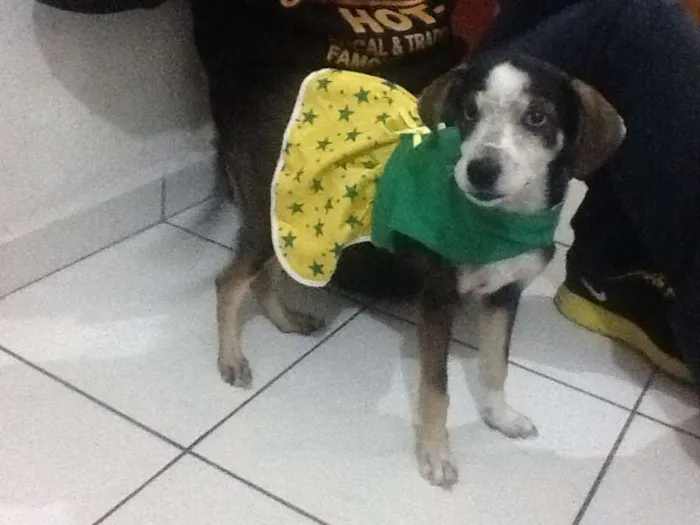 Cachorro ra a SRD idade Abaixo de 2 meses nome Raiza