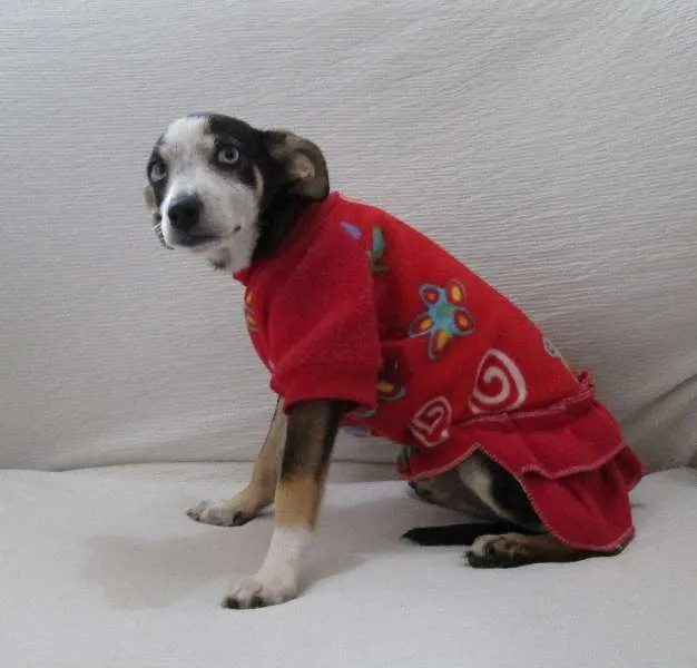 Cachorro ra a SRD idade Abaixo de 2 meses nome Raiza