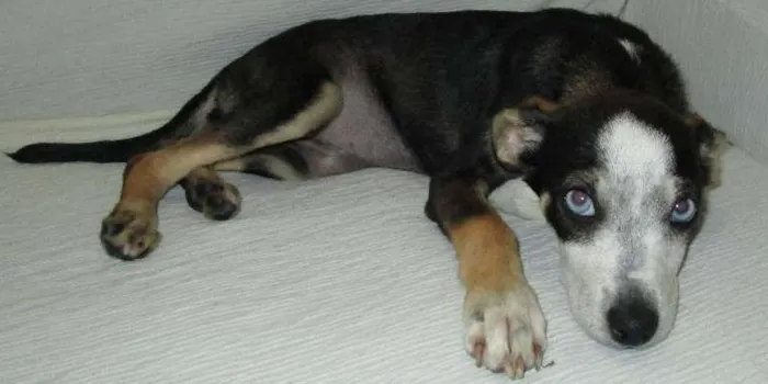 Cachorro ra a SRD idade Abaixo de 2 meses nome Raiza