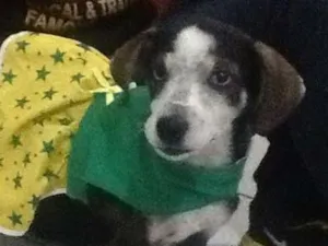 Cachorro raça SRD idade Abaixo de 2 meses nome Raiza