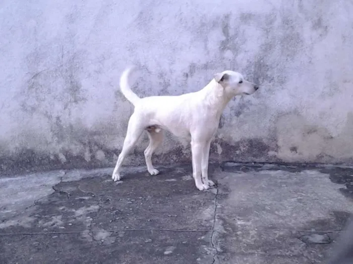 Cachorro ra a viralata idade 2 anos nome thor