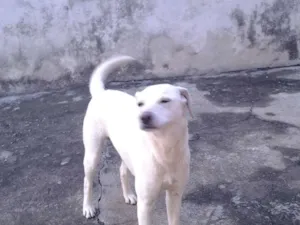 Cachorro raça viralata idade 2 anos nome thor