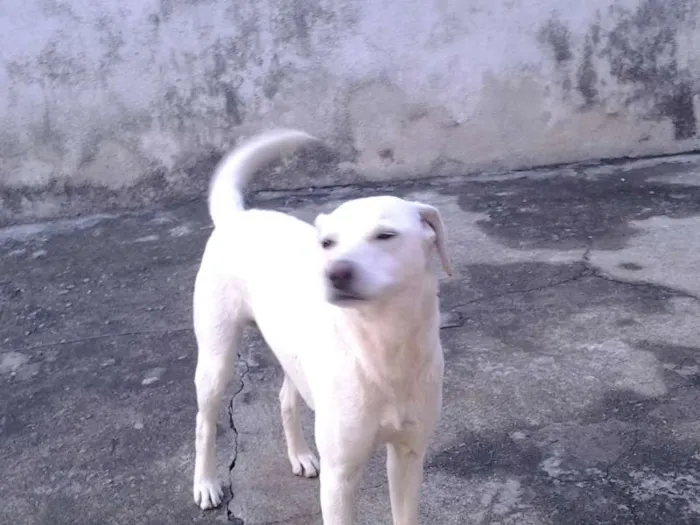 Cachorro ra a viralata idade 2 anos nome thor