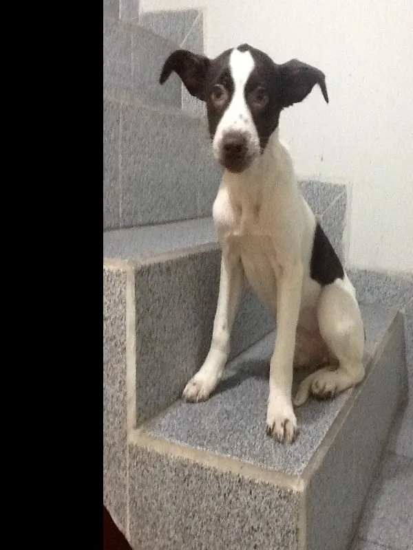 Cachorro ra a SRD idade 2 a 6 meses nome Sem nome