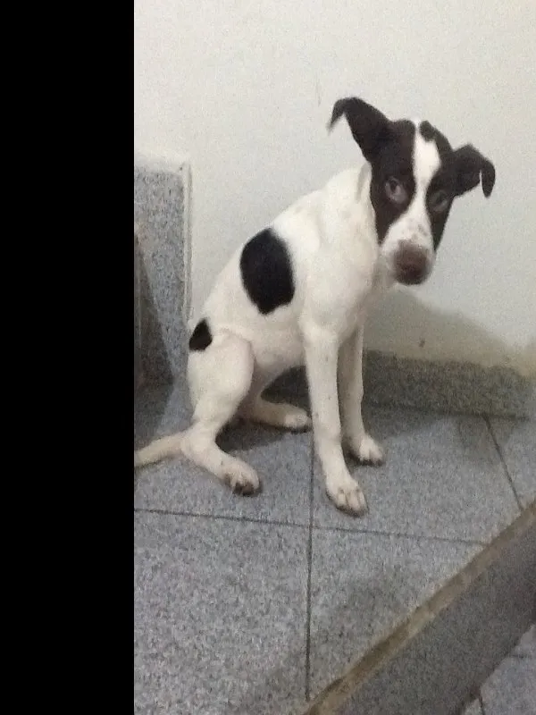 Cachorro ra a SRD idade 2 a 6 meses nome Sem nome