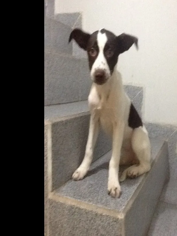 Cachorro ra a SRD idade 2 a 6 meses nome Sem nome