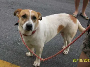 Cachorro raça SRC idade 3 anos nome Florzinha 