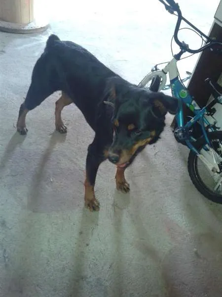 Cachorro ra a rottweiler  idade 2 anos nome Cyntia 