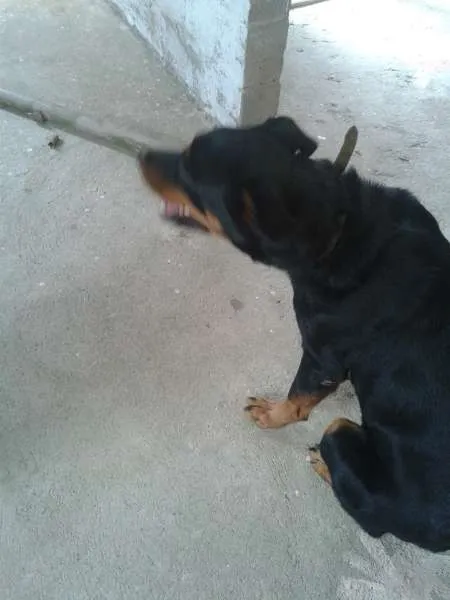 Cachorro ra a rottweiler  idade 2 anos nome Cyntia 