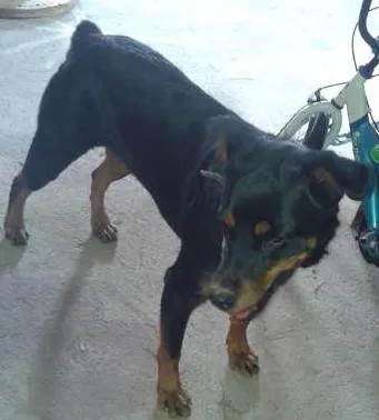 Cachorro ra a rottweiler  idade 2 anos nome Cyntia 