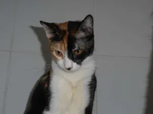 Gato raça srd idade 7 a 11 meses nome Pavê