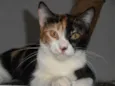 Pavê