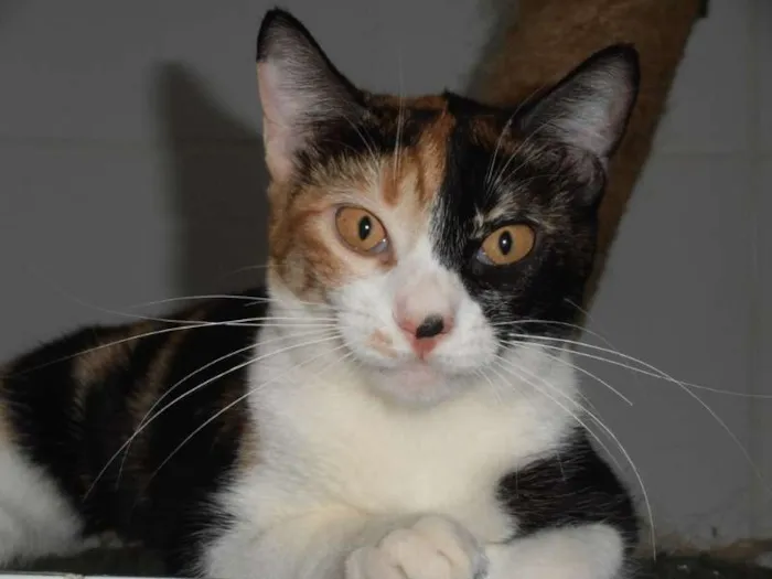 Gato ra a srd idade 7 a 11 meses nome Pavê