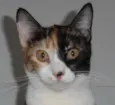 Pavê