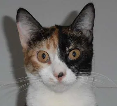Gato ra a srd idade 7 a 11 meses nome Pavê