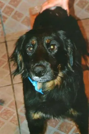 Cachorro raça SRD idade 1 ano nome pretinho