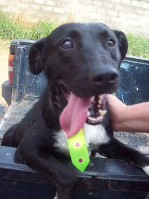 Cachorro raça SRD idade 4 anos nome Toby