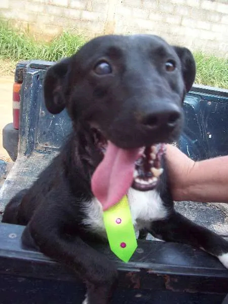 Cachorro ra a SRD idade 4 anos nome Toby