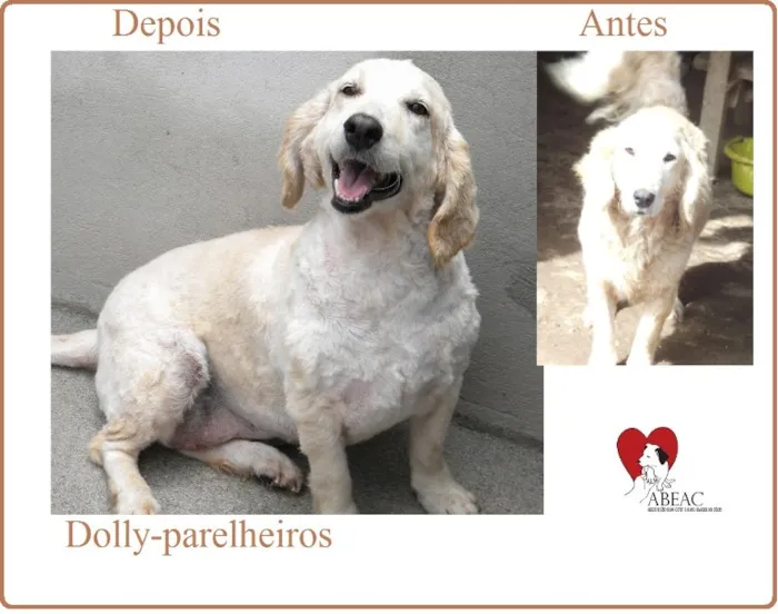 Cachorro ra a SRD idade 6 ou mais anos nome DOLLY