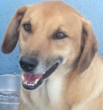 Cachorro ra a DASCHUND (BASSET) idade 2 anos nome NICK BASSET