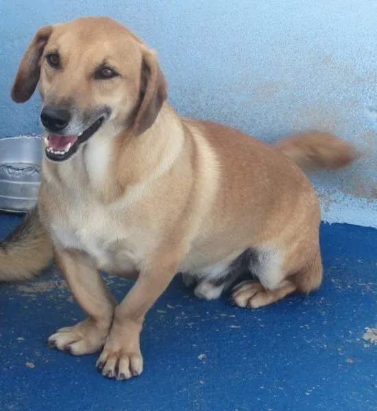 Cachorro ra a DASCHUND (BASSET) idade 2 anos nome NICK BASSET