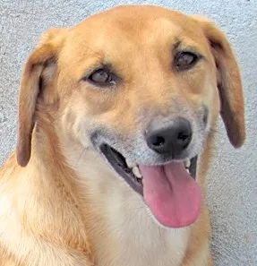Cachorro raça DASCHUND (BASSET)  idade 2 anos nome BIBO BASSET