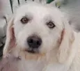 TOBIAS