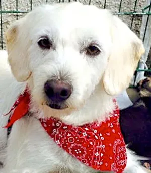Cachorro raça SRD idade 3 anos nome TOBIAS
