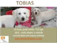 TOBIAS