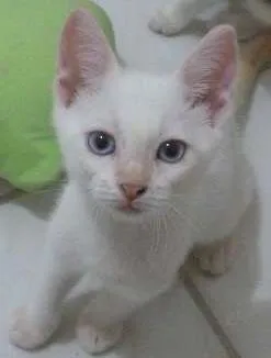Gato ra a não definida idade Abaixo de 2 meses nome Kimberlin